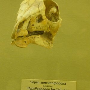 Hypsilophodon foxii skull (model)