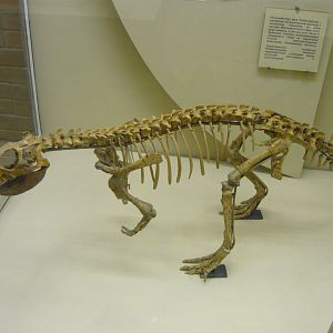 Psittacosaurus mongoliensis skeleton