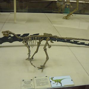 Adasaurus sp. skeleton (model)