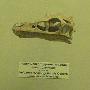 Velociraptor mongoliensis skull (cast)