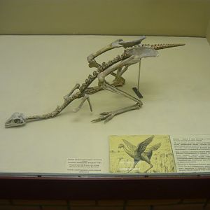 Avimimus portentosus skeleton (model)