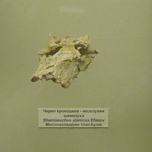 Shamosuchus ulanicus partial skull