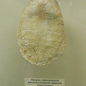 Mongolemys elegans shell