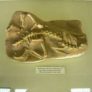 Macrocephalosaurid lizard skeleton