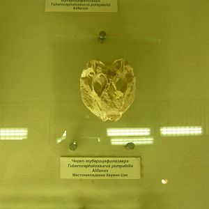 Tubercephalosaurus pompabilis skull