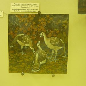 Calcatus choericus reconstruction