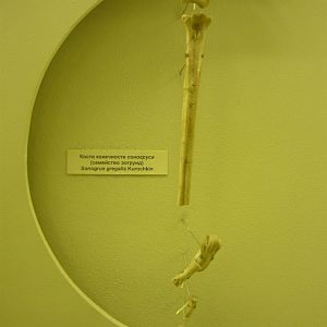 Sonogrus gregalis limb bones