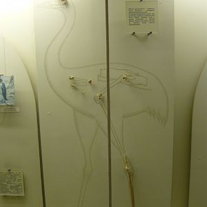 Ergilornis minor bones and reconstruction