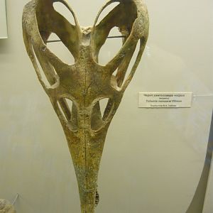 Tchoiria namsarai skull (model)