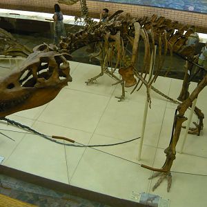 Tarbosaurus bataar