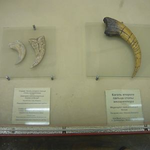 Utahraptor and Megaraptor claws (casts)