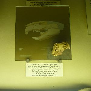 Catopsbaatar catopsaloides skull