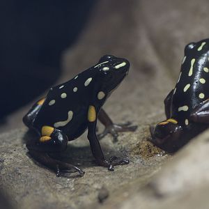 Brazil nut arrow poison frogs