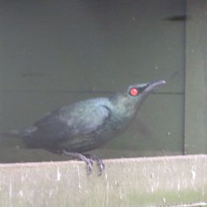 Asian Glossy Starling