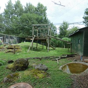 Ring-tailed Lemur Enclosure