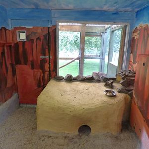 Rock Hyrax Enclosure