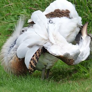 Great Bustard