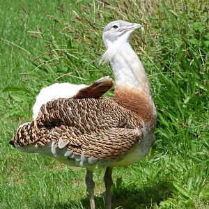 Great Bustard