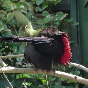 Buffon's Turaco