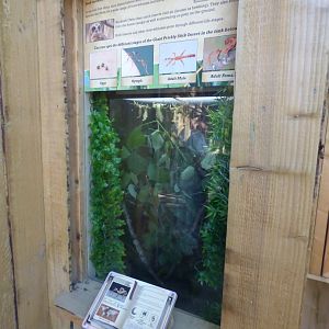 Giant Prikly Stick Insect Enclosure