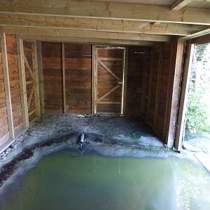 Greater Flamingo Indoor