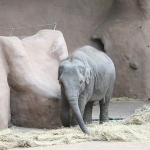 Young Asian elephant