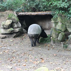 Malayan tapir