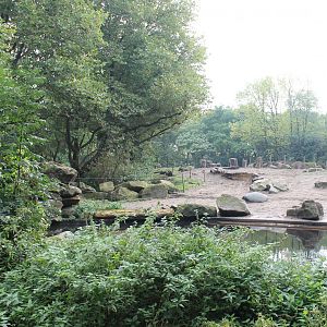 Outdoor-enclosure Asian elephant
