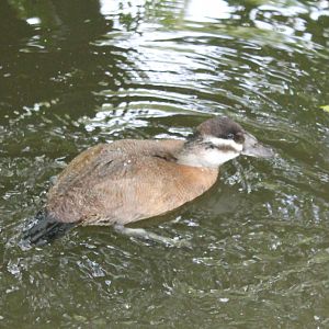 White-headed duck