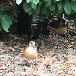 Fulvous whistling ducks