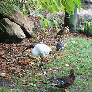 Ibis and ducks