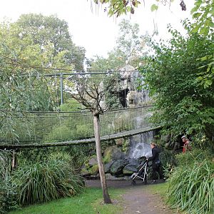 Bridge in Asian walk-through-aviary
