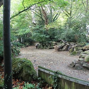 Outdoor-enclosure Malayan tapir