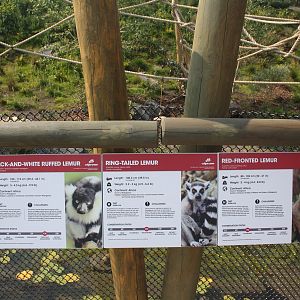 Land of Lemurs (New in 2017 and costing $8 million) - 3 Species