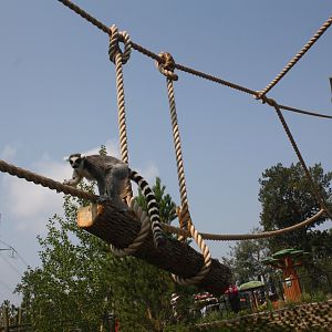Land of Lemurs (New in 2017 and costing $8 million) - Walk-Through Exhibit
