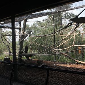 Land of Lemurs (New in 2017 and costing $8 million) - Side Exhibit