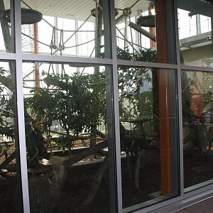Land of Lemurs (New in 2017 and costing $8 million) - Winter Viewing Exhibit