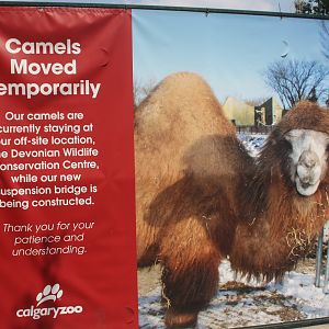 Bactrian Camel Sign (animals are returning in 2018)