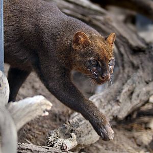 jaguarundi on the prowl