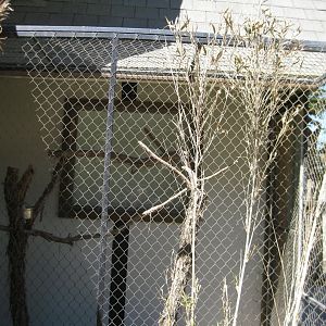 Sulphur crested cockatoo exhibit