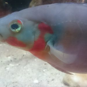 Spike cichlide-species