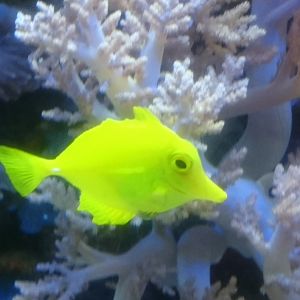 Yellow tang