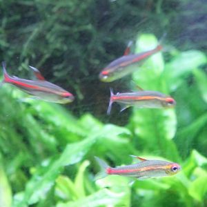 Hemigrammus erythrozonus