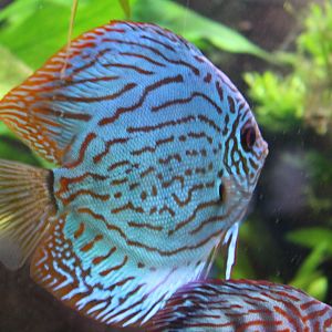 Discus