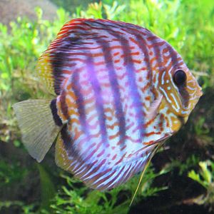 Discus