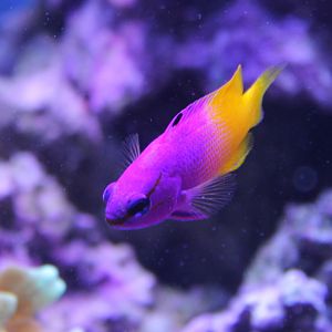 IMG_8661 Royal Gramma