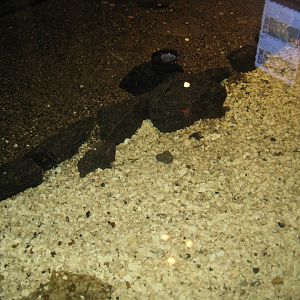 JyllandsAkvariet - Flatfish pool