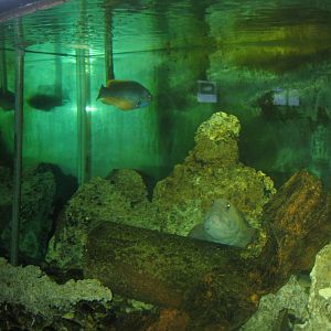 JyllandsAkvariet - Mixed tank