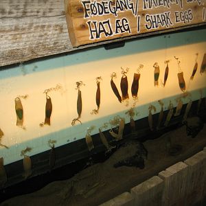 JyllandsAkvariet - "Maternity ward"