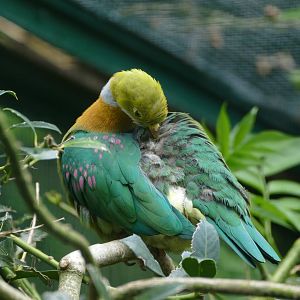 Pink-spotted fruit-dove